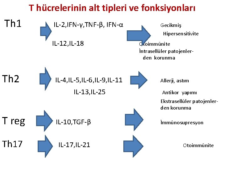 T hücrelerinin alt tipleri ve fonksiyonları Th 1 IL-2, IFN-γ, TNF-β, IFN-α Gecikmiş Hipersensitivite