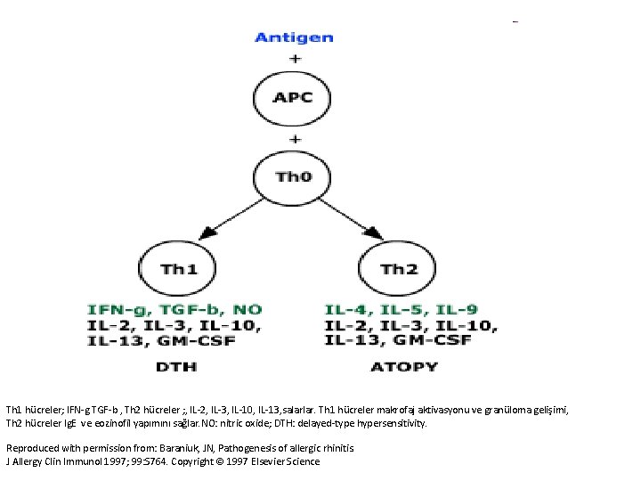 Th 1 hücreler; IFN-g TGF-b , Th 2 hücreler ; , IL-2, IL-3, IL-10,