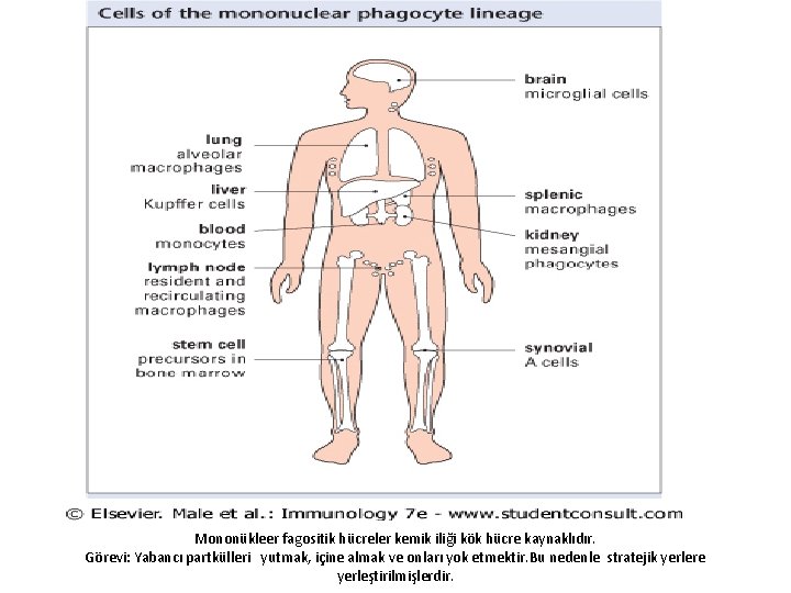  Mononükleer fagositik hücreler kemik iliği kök hücre kaynaklıdır. Görevi: Yabancı partkülleri yutmak, içine