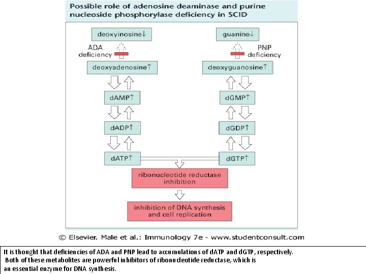  It is thought that deficiencies of ADA and PNP lead to accumulations of