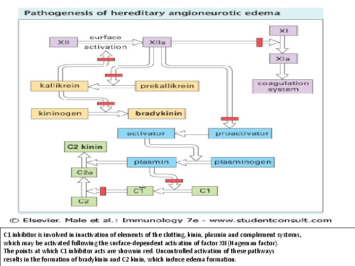 C 1 inhibitor is involved in inactivation of elements of the clotting, kinin, plasmin