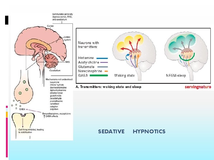 SEDATIVE HYPNOTICS 