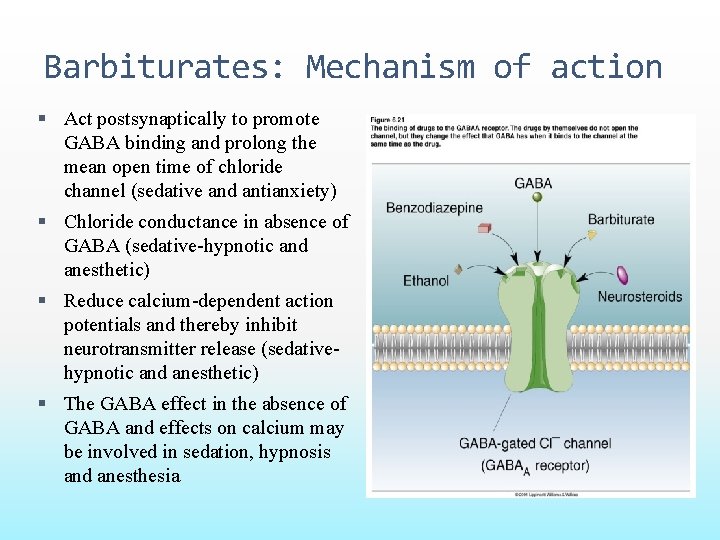 Barbiturates: Mechanism of action Act postsynaptically to promote GABA binding and prolong the mean