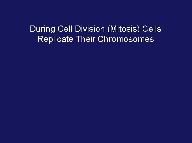 During Cell Division (Mitosis) Cells Replicate Their Chromosomes 