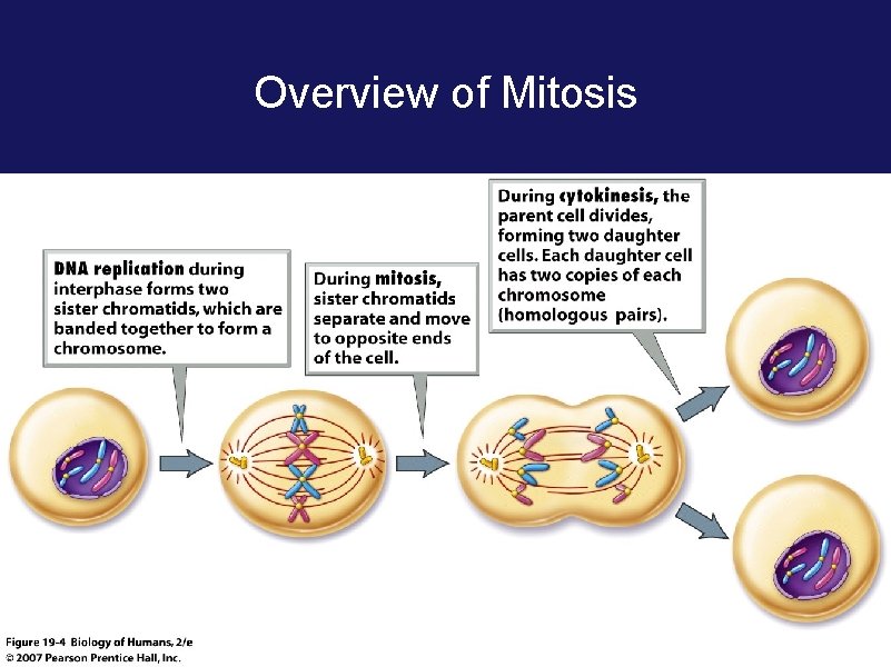 Overview of Mitosis 