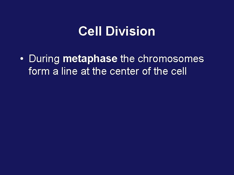 Cell Division • During metaphase the chromosomes form a line at the center of