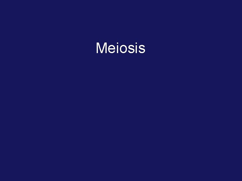 Meiosis 