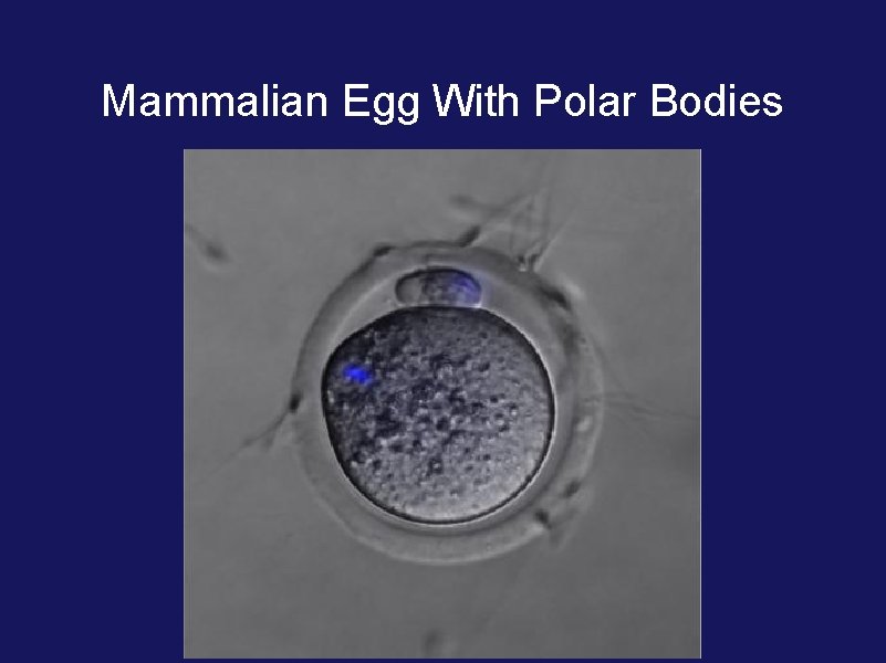 Mammalian Egg With Polar Bodies 