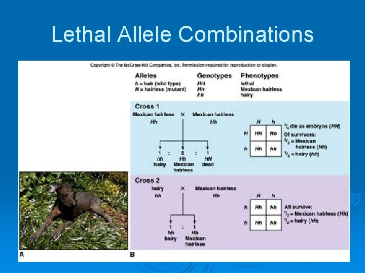 Lethal Allele Combinations 