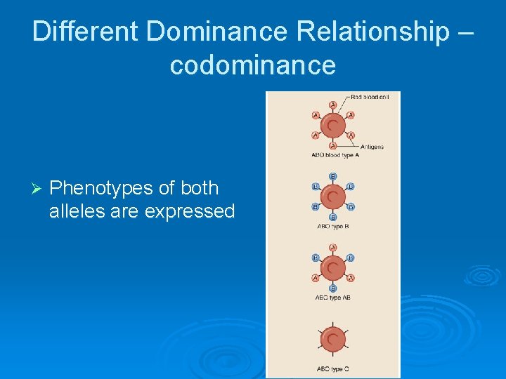 Different Dominance Relationship – codominance Ø Phenotypes of both alleles are expressed 