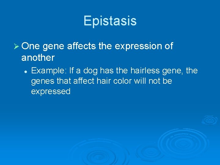 Epistasis Ø One gene affects the expression of another l Example: If a dog