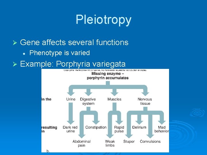 Pleiotropy Ø Gene affects several functions l Ø Phenotype is varied Example: Porphyria variegata