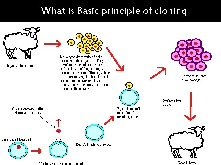 What is Basic principle of cloning 11/26/2020 Dr. Hariom Yadav What is Basic principle of cloning 11/26/2020 Dr. Hariom Yadav