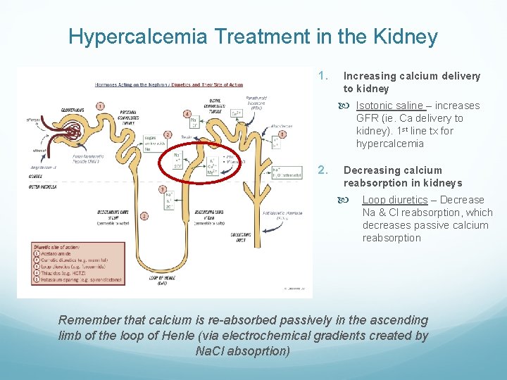 Hypercalcemia Treatment in the Kidney 1. Increasing calcium delivery to kidney Isotonic saline – Hypercalcemia Treatment in the Kidney 1. Increasing calcium delivery to kidney Isotonic saline –