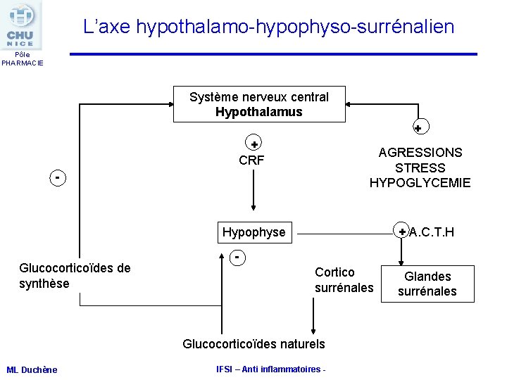 L’axe hypothalamo-hypophyso-surrénalien Pôle PHARMACIE Système nerveux central Hypothalamus + + CRF AGRESSIONS STRESS HYPOGLYCEMIE L’axe hypothalamo-hypophyso-surrénalien Pôle PHARMACIE Système nerveux central Hypothalamus + + CRF AGRESSIONS STRESS HYPOGLYCEMIE