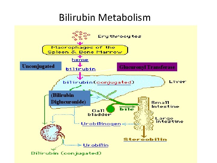 Bilirubin Metabolism Unconjugated (Bilirubin Diglucuronide) Glucuronyl Transferase 