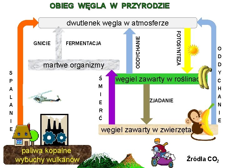 OBIEG WĘGLA W PRZYRODZIE dwutlenek węgla w atmosferze martwe organizmy S P A L OBIEG WĘGLA W PRZYRODZIE dwutlenek węgla w atmosferze martwe organizmy S P A L