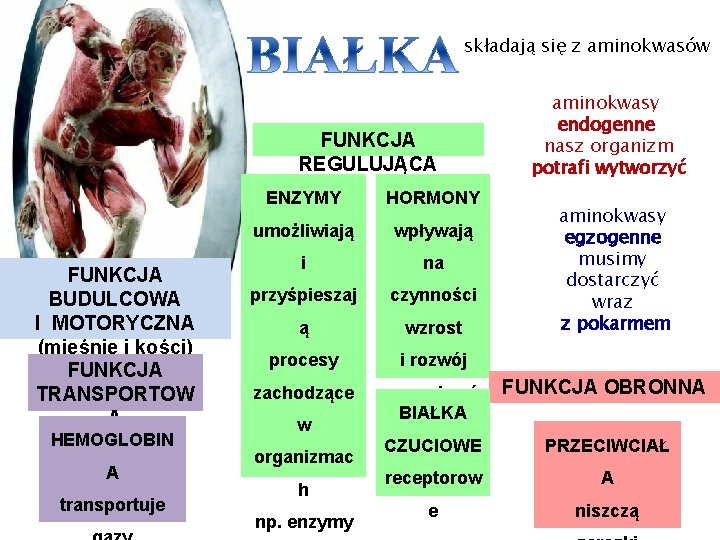 składają się z aminokwasów FUNKCJA REGULUJĄCA FUNKCJA BUDULCOWA I MOTORYCZNA (mięśnie i kości) FUNKCJA składają się z aminokwasów FUNKCJA REGULUJĄCA FUNKCJA BUDULCOWA I MOTORYCZNA (mięśnie i kości) FUNKCJA