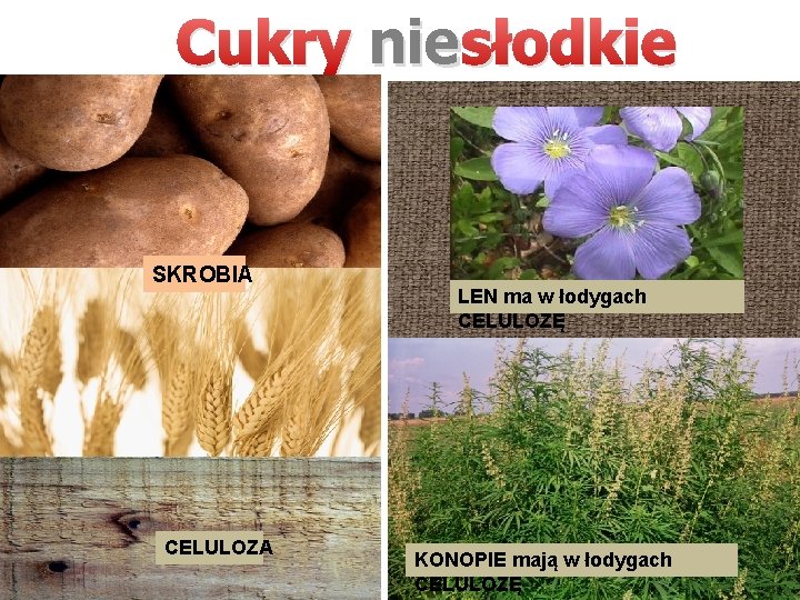 Cukry nie słodkie SKROBIA CELULOZA LEN ma w łodygach CELULOZĘ KONOPIE mają w łodygach Cukry nie słodkie SKROBIA CELULOZA LEN ma w łodygach CELULOZĘ KONOPIE mają w łodygach