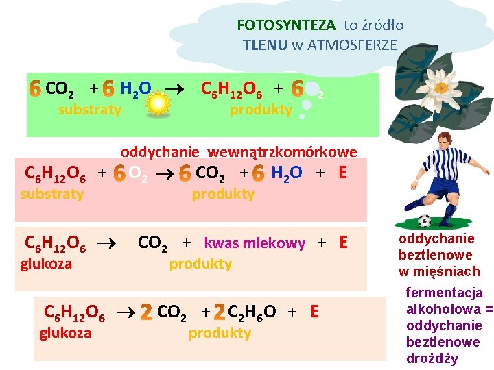 FOTOSYNTEZA to źródło TLENU w ATMOSFERZE CO 2 + H 2 O C 6 FOTOSYNTEZA to źródło TLENU w ATMOSFERZE CO 2 + H 2 O C 6