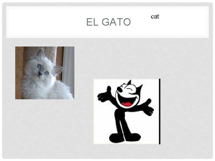  EL GATO cat 