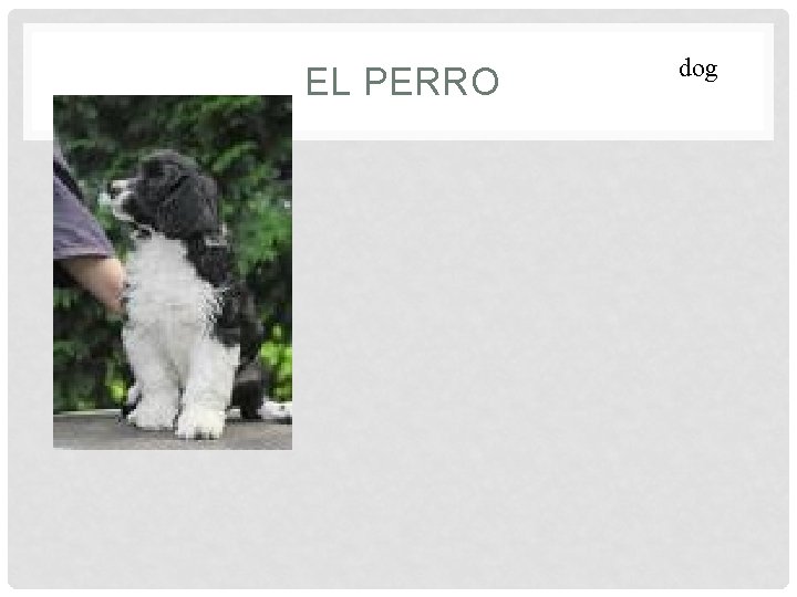  EL PERRO dog 
