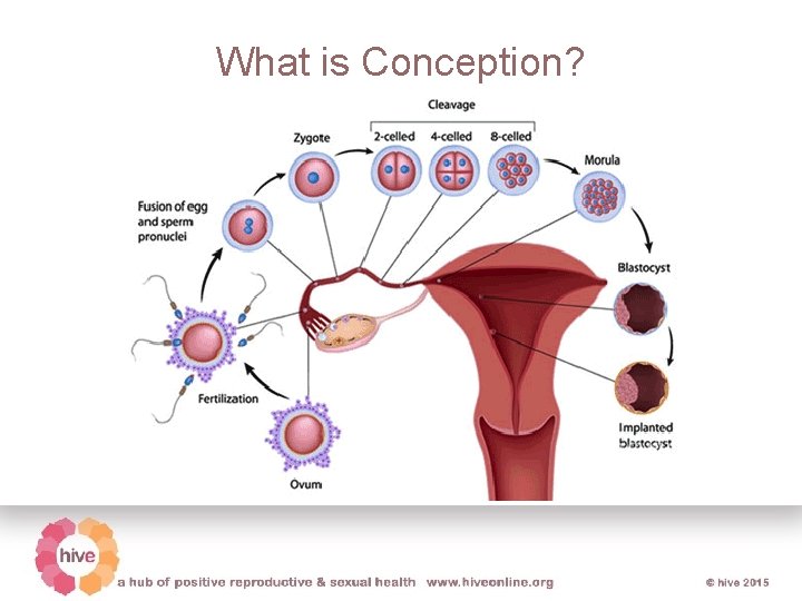 What is Conception? 