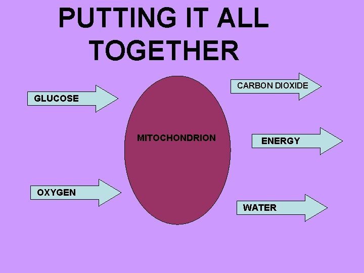 PUTTING IT ALL TOGETHER CARBON DIOXIDE GLUCOSE MITOCHONDRION ENERGY OXYGEN WATER 