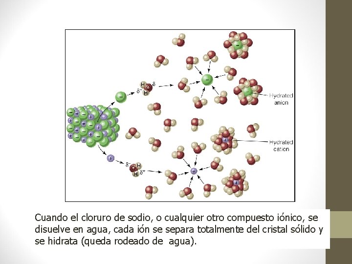 Cuando el cloruro de sodio, o cualquier otro compuesto iónico, se disuelve en agua,