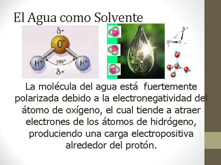 El Agua como Solvente La molécula del agua está fuertemente polarizada debido a la