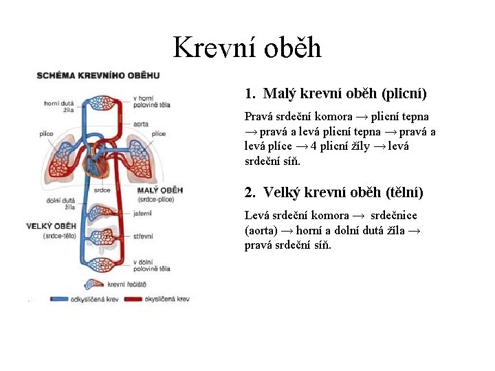Krevní oběh 1. Malý krevní oběh (plicní) Pravá srdeční komora → plicní tepna →