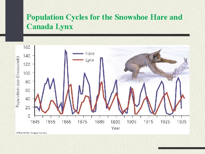 Population Cycles for the Snowshoe Hare and Canada Lynx 