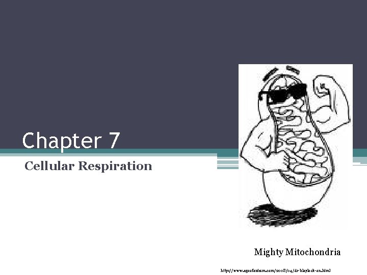 Chapter 7 Cellular Respiration Mighty Mitochondria http: //www. ageofautism. com/2008/04/dr-blaylock-on. html Chapter 7 Cellular Respiration Mighty Mitochondria http: //www. ageofautism. com/2008/04/dr-blaylock-on. html