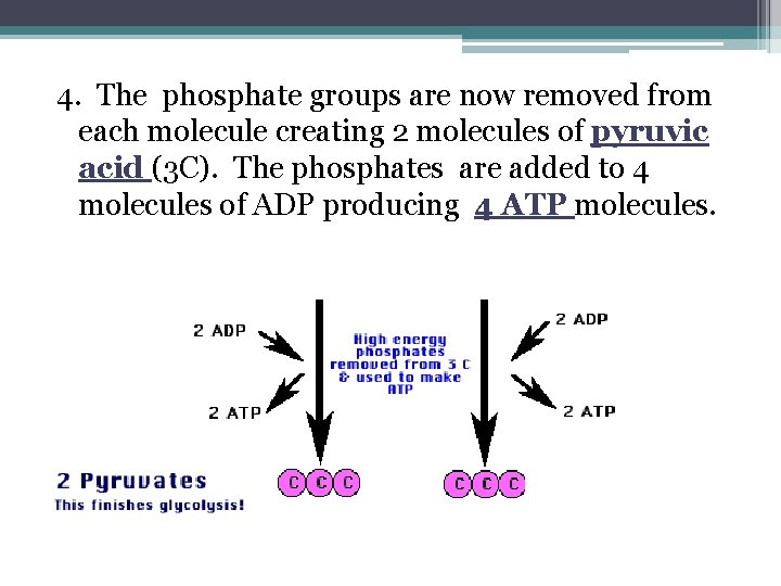 4. The phosphate groups are now removed from each molecule creating 2 molecules of 4. The phosphate groups are now removed from each molecule creating 2 molecules of