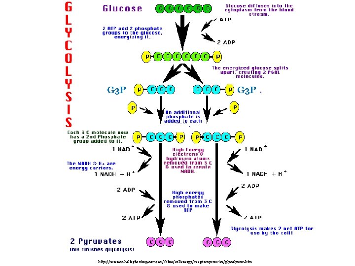 G 3 P http: //science. halleyhosting. com/sci/ibbio/cellenergy/respirnotes/glycolysis 2. htm G 3 P http: //science. halleyhosting. com/sci/ibbio/cellenergy/respirnotes/glycolysis 2. htm