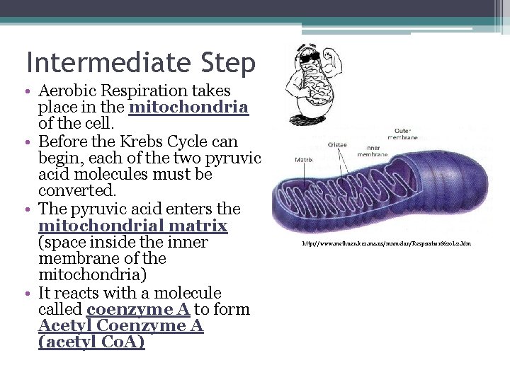 Intermediate Step • Aerobic Respiration takes place in the mitochondria of the cell. • Intermediate Step • Aerobic Respiration takes place in the mitochondria of the cell. •