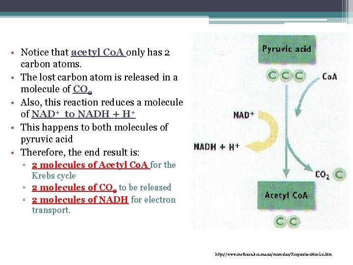 • Notice that acetyl Co. A only has 2 carbon atoms. • The • Notice that acetyl Co. A only has 2 carbon atoms. • The