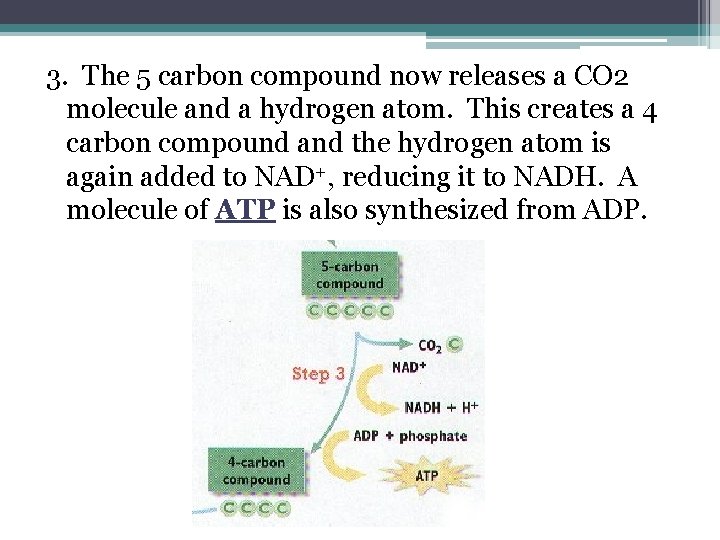 3. The 5 carbon compound now releases a CO 2 molecule and a hydrogen 3. The 5 carbon compound now releases a CO 2 molecule and a hydrogen