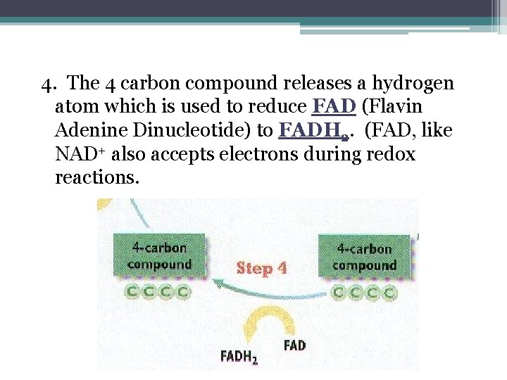 4. The 4 carbon compound releases a hydrogen atom which is used to reduce 4. The 4 carbon compound releases a hydrogen atom which is used to reduce