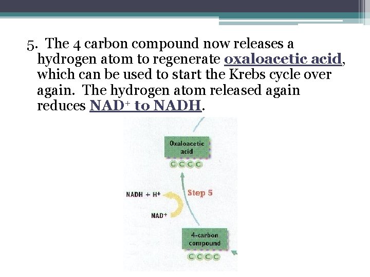 5. The 4 carbon compound now releases a hydrogen atom to regenerate oxaloacetic acid, 5. The 4 carbon compound now releases a hydrogen atom to regenerate oxaloacetic acid,