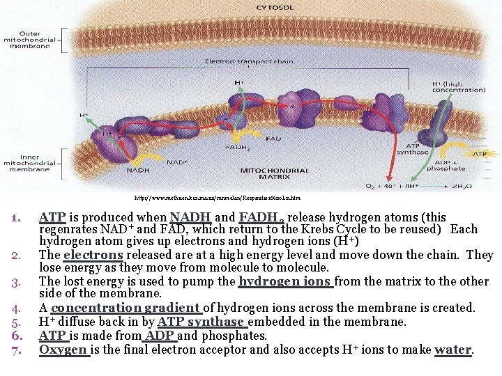 http: //www. methuen. k 12. ma. us/mnmelan/Respiration%20 L 2. htm 1. 2. 3. 4. http: //www. methuen. k 12. ma. us/mnmelan/Respiration%20 L 2. htm 1. 2. 3. 4.