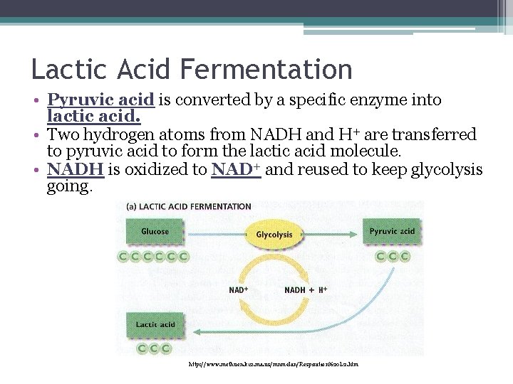 Lactic Acid Fermentation • Pyruvic acid is converted by a specific enzyme into lactic Lactic Acid Fermentation • Pyruvic acid is converted by a specific enzyme into lactic