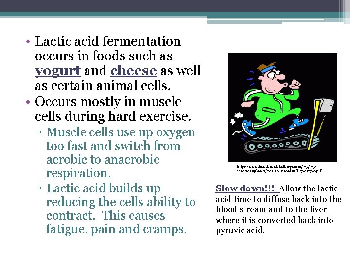 • Lactic acid fermentation occurs in foods such as yogurt and cheese as • Lactic acid fermentation occurs in foods such as yogurt and cheese as