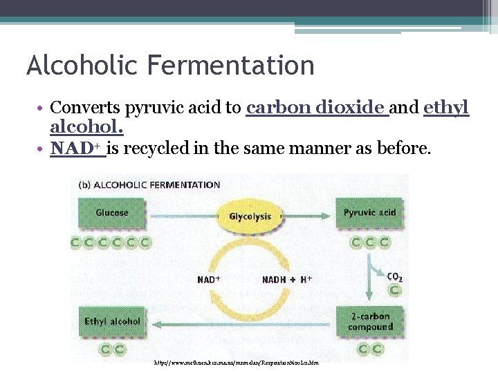 Alcoholic Fermentation • Converts pyruvic acid to carbon dioxide and ethyl alcohol. • NAD+ Alcoholic Fermentation • Converts pyruvic acid to carbon dioxide and ethyl alcohol. • NAD+