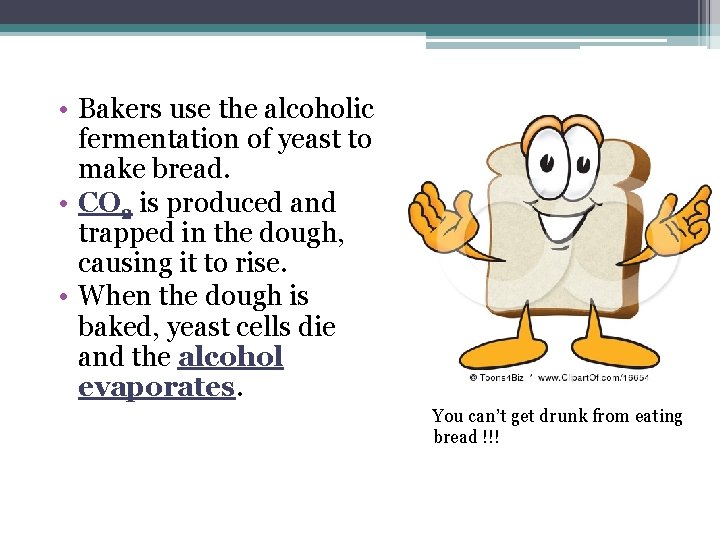 • Bakers use the alcoholic fermentation of yeast to make bread. • CO • Bakers use the alcoholic fermentation of yeast to make bread. • CO