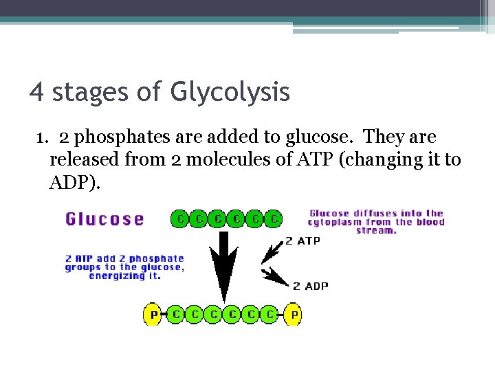4 stages of Glycolysis 1. 2 phosphates are added to glucose. They are released 4 stages of Glycolysis 1. 2 phosphates are added to glucose. They are released