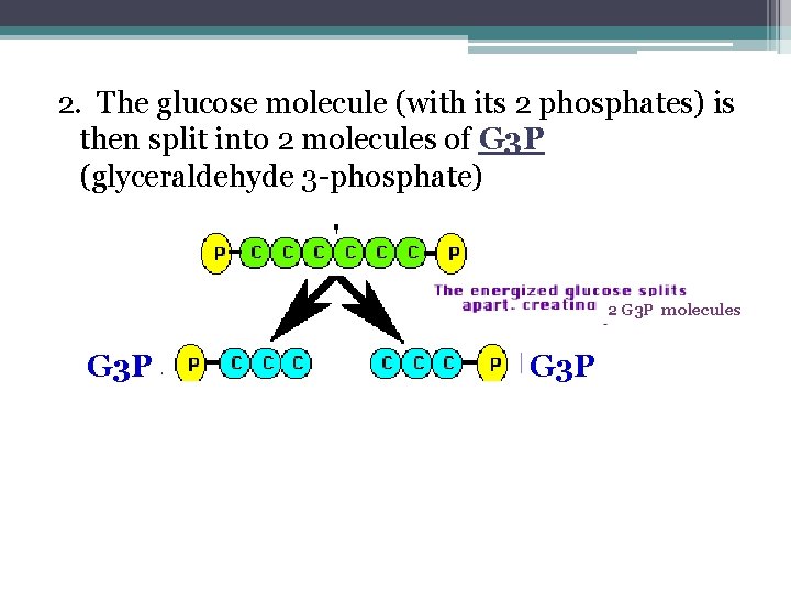 2. The glucose molecule (with its 2 phosphates) is then split into 2 molecules 2. The glucose molecule (with its 2 phosphates) is then split into 2 molecules