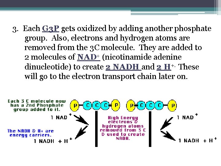 3. Each G 3 P gets oxidized by adding another phosphate group. Also, electrons 3. Each G 3 P gets oxidized by adding another phosphate group. Also, electrons
