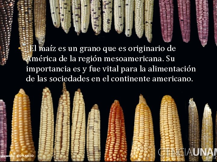  • _El maíz es un grano que es originario de América de la