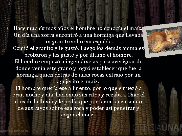  • Hace muchísimos años el hombre no conocía el maíz. Un día una